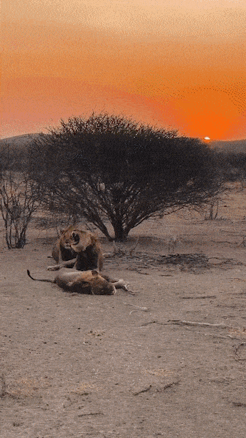 Safari